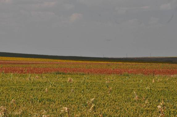 As lavouras deixam a paisagem colorida em South Dakota, nos Estados Unidos